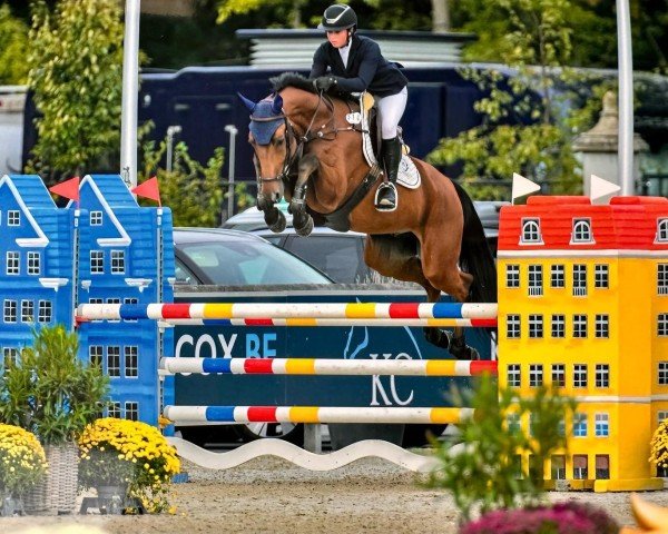 jumper Chaletto Cool PS (Oldenburg show jumper, 2018, from Chacoon Blue)