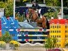 jumper Caletto Cool PS (Oldenburg show jumper, 2015, from Centadel)