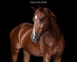 horse Van Mariano (Hanoverian, 2012, from Valentino)