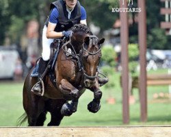 jumper Nadeshi (German Riding Pony, 2008, from Natango)