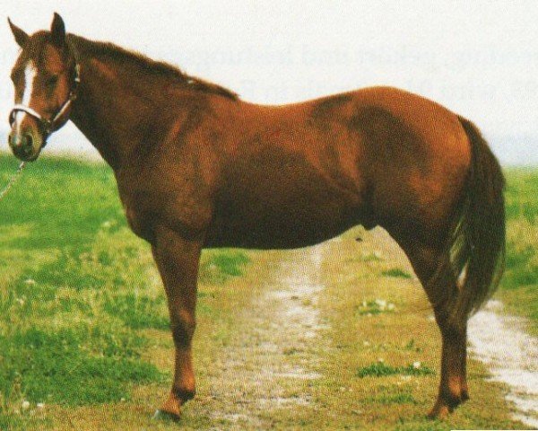 horse Hes A Smart Peppy (Quarter Horse, 1991, from Smart Chic Olena)