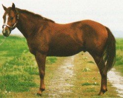 Pferd Hes A Smart Peppy (Quarter Horse, 1991, von Smart Chic Olena)
