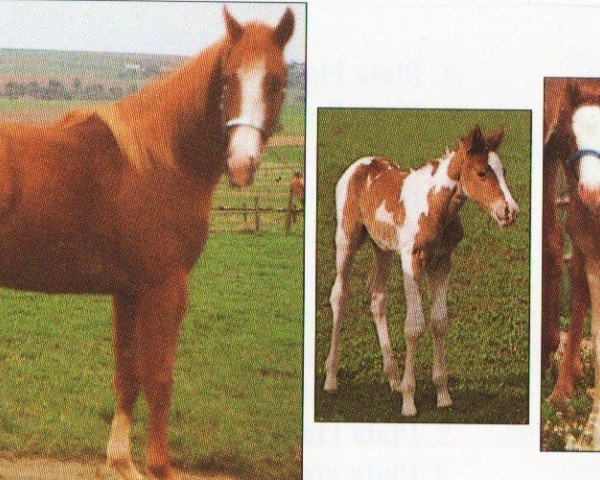 Pferd Versary Jess (Paint Horse, 1990, von Tivio Jess Flit Bar)