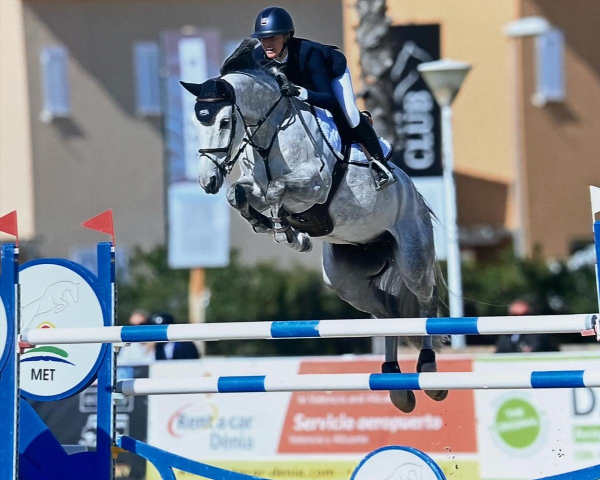 jumper Palermo van't Looveryck (Belgian Warmblood, 2015, from Thunder van de Zuuthoeve)