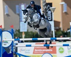 jumper Palermo van't Looveryck (Belgian Warmblood, 2015, from Thunder van de Zuuthoeve)