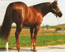 Pferd Boots Lynx (Quarter Horse, 1982, von Doc's Lynx)