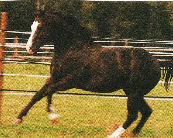 Pferd Ripples Black Wonder (Quarter Horse, 1990, von Shades Of Wonder)