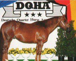 horse Mister Royal Sunday (Quarter Horse, 1989, from Royal te Too)