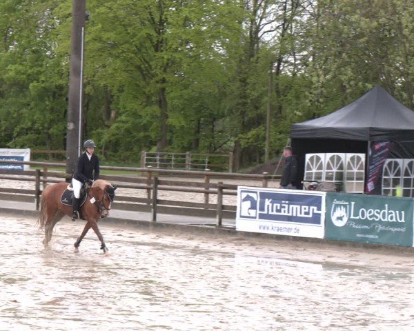 Reitturnier Nienberge 2025