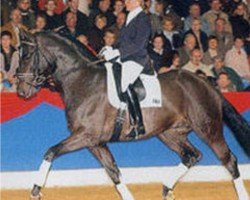 Deckhengst Amidou (Holsteiner, 1999, von Alcatraz)
