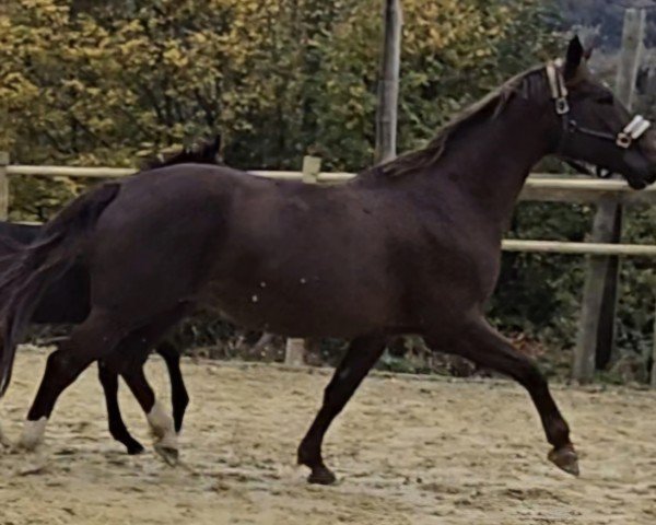 broodmare Miss Marple (German Sport Horse, 2016, from Foundation 2)