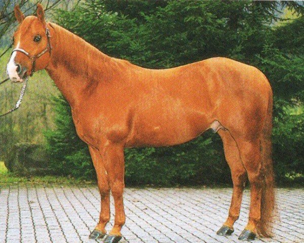 Pferd Lucky San Badger (Quarter Horse, 1988, von Taris Catalyst)