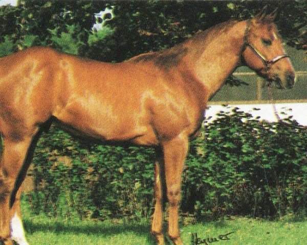 horse Lenas Paul (Quarter Horse, 1990, from Docowarlee)