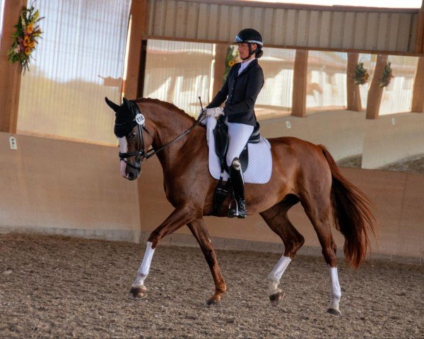 Dressurpferd Wilmalotta S (Oldenburger, 2018, von Feu D'Or 2)