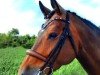 dressage horse Happy Day S (Holsteiner, 2015, from Stanfour 4)