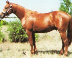 horse Peppy Zan Lena (Quarter Horse, 1990, from Peppy San Badger)