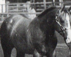 horse CL Special Ascender (Quarter Horse, 1991, from Special Trick)