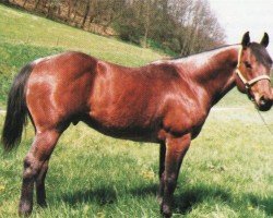 Deckhengst Bulls Billy Van (Quarter Horse, 1967, von Will van)