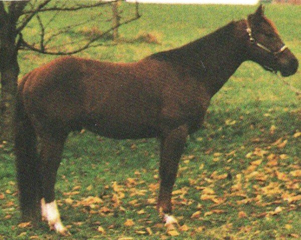horse Pas Boy (Quarter Horse, 1990, from Docs Puddin)
