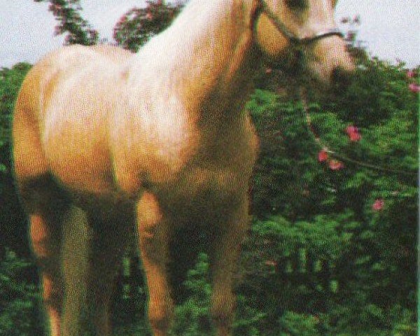 horse Mr Pepperony Cody (Quarter Horse, 1990, from Hollywood Cody Jac)