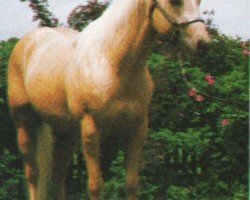 horse Mr Pepperony Cody (Quarter Horse, 1990, from Hollywood Cody Jac)