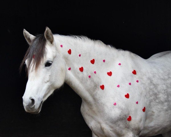dressage horse Steverheides Dilara (German Riding Pony, 2016, from Darubi Gold)