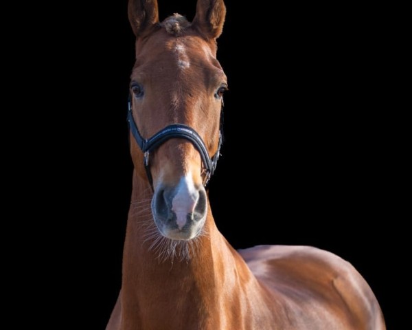 horse Florus (KWPN (Royal Dutch Sporthorse), 2010, from Victory)