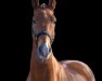 horse Florus (KWPN (Royal Dutch Sporthorse), 2010, from Victory)