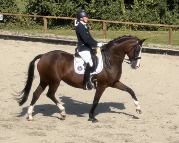 dressage horse Farbspiel 2 (Westphalian, 2010, from Fanfani 4)