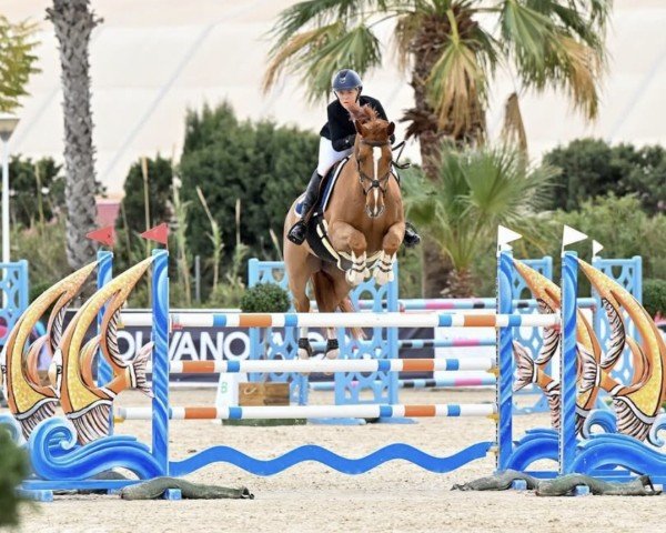 jumper Amazone Narko Z (Zangersheide riding horse, 2013, from Arko III)