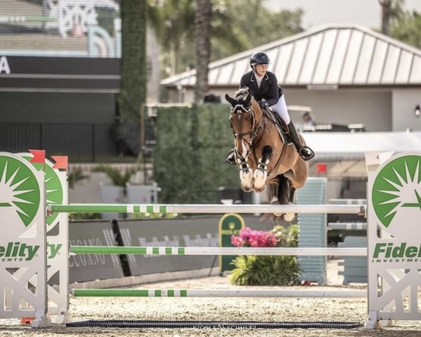jumper Olympic V/h Russeltveld (Belgian Warmblood, 2014, from Clarimo Ask)