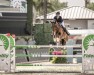 jumper Olympic V/h Russeltveld (Belgian Warmblood, 2014, from Clarimo Ask)