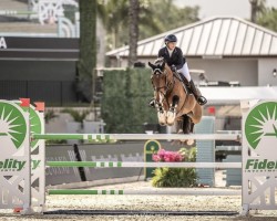 Springpferd Olympic V/h Russeltveld (Belgisches Warmblut, 2014, von Clarimo Ask)