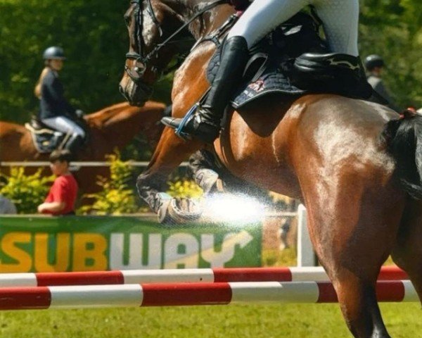 Springpferd Count on Hugo (Holsteiner, 2014, von Cormint)