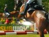 Springpferd Count on Hugo (Holsteiner, 2014, von Cormint)