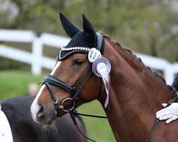 broodmare Sissy 509 (Hanoverian, 2015, from Spörcken)