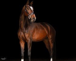 dressage horse Orelia 2 (KWPN (Royal Dutch Sporthorse), 2019, from Governor-Str)
