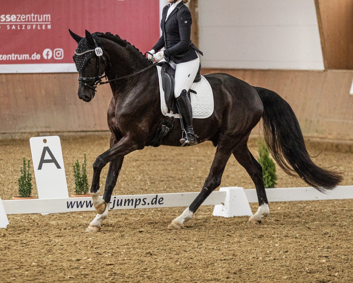 dressage horse Delarico (Oldenburg, 2020, from De Niro)