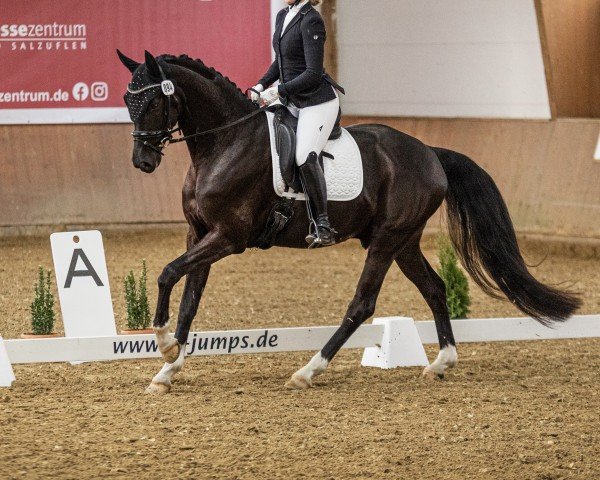 dressage horse Delarico (Oldenburg, 2020, from De Niro)