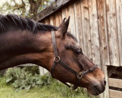 Springpferd Flint 91 (Schwedisches Warmblut, 2010, von Advance)