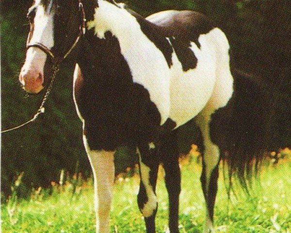 horse Scenic Easy Jet (Paint Horse, 1985, from Scenic Jetalito)