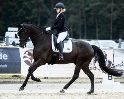 dressage horse All Eyz On Me (Westphalian, 2015, from All At Once)