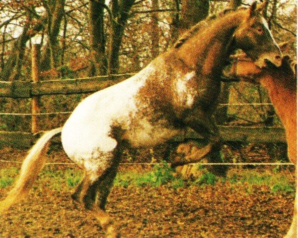horse Ha Dar Return (Appaloosa, 1991, from Ha-Dar Shado)
