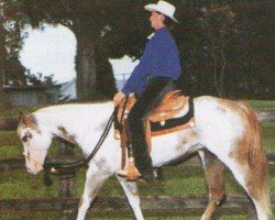 horse Mc Zippos Ratchett (Paint Horse, 1995, from Zippo Pine Bar)