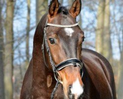 dressage horse Mangetsu (Swedish Warmblood, 2017, from Farrell)