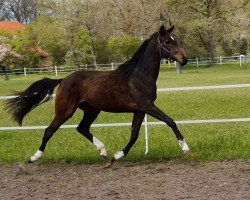 dressage horse 2019 (Hanoverian, 2019, from By your Side 3)