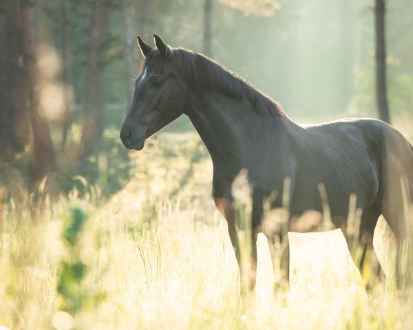 Springpferd Sandy 592 (Deutsches Sportpferd, 2015, von San Florestano)