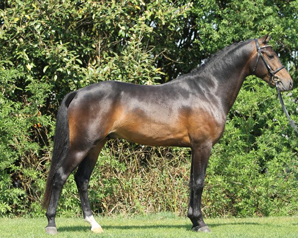 stallion Valerio (Nederlands Welsh Ridepony, 2008, from Hagelkruis Valentijn)