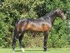 stallion Valerio (Nederlands Welsh Ridepony, 2008, from Hagelkruis Valentijn)