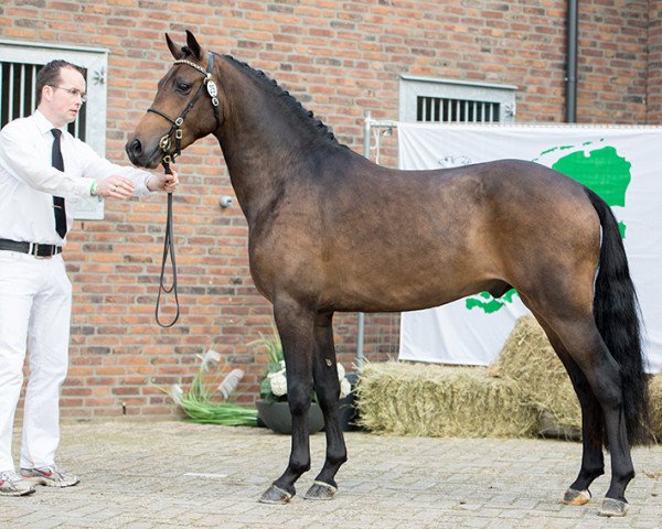 stallion Turfhorst Landlord (Nederlands Welsh Ridepony, 2013, from Valerio)